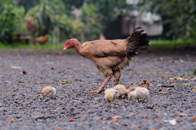 Criar galinhas: Dez dicas essenciais