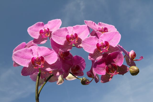 Época de floração das orquídeas